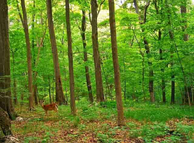蔡嘉珍成功註冊理財規劃師，邁出專業領域新里程碑