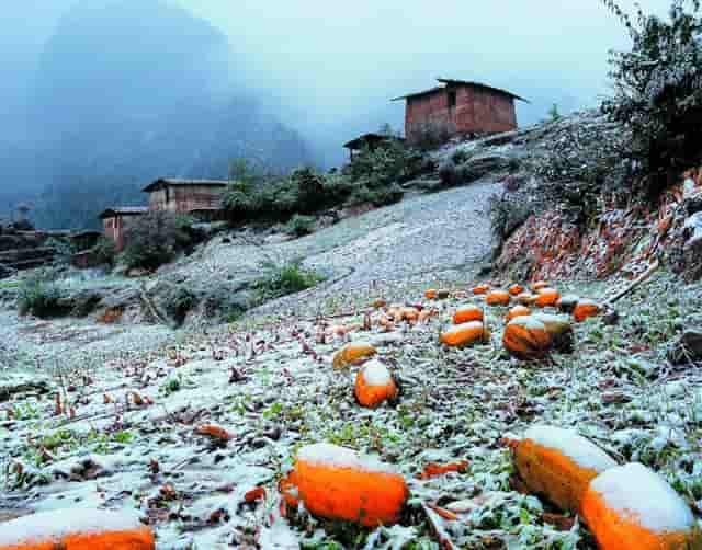 春天的阳光和夏天风：爱上这个秋叶！