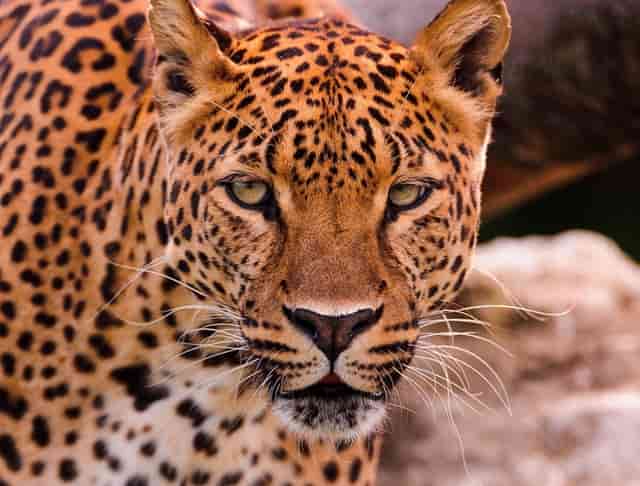 鸿星尔克是营销吗(鸿星尔克的营销策划书)