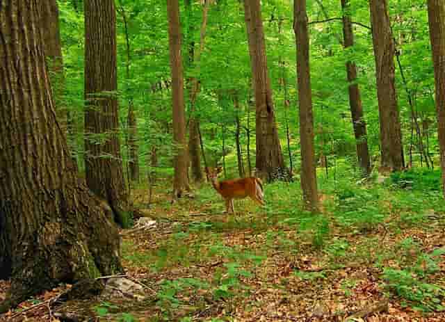 袖虎的十大宠物禁忌食品警告!