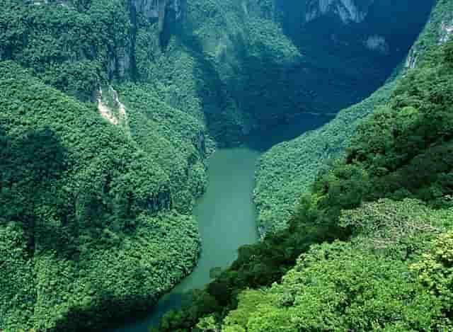 袖虎揭秘：病猫病狗也可能是过敏吗？了解下