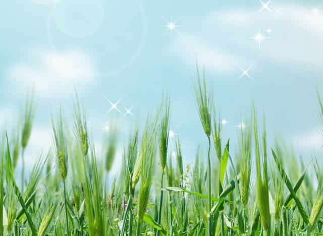 袖虎病猫攻略：猫眼睛颜色和耳聋有关系吗