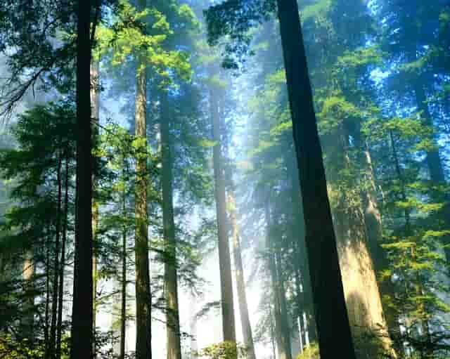 袖虎知识：猫鼻子为什么总是湿润的？