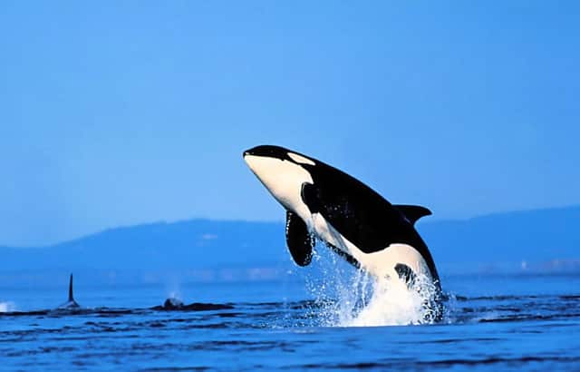 任天堂没发布新掌机