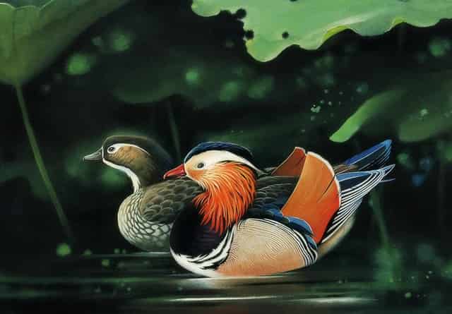 袖虎经验，让猫快速信任你！