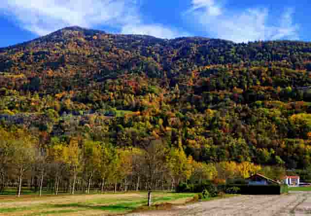 袖虎提醒遭遇骗子卖猫后主人怎么办