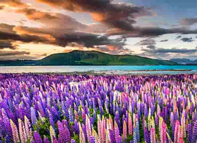 远走日本的中国乒乓球队员(女乒乓球队员加入日本籍)