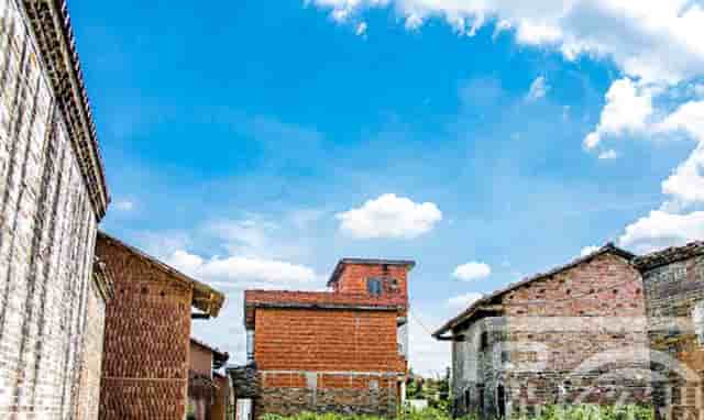 袖虎新养宠防坑：小心感冒变成猫鼻支