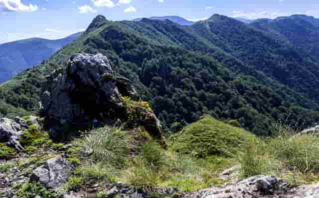 袖虎病猫攻略：猫咪发情原因