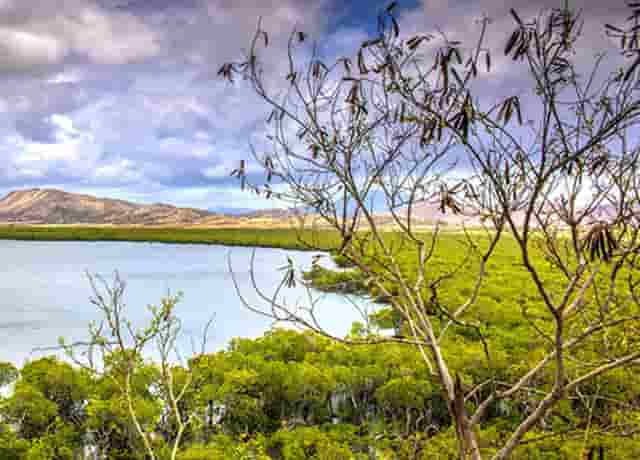 袖虎病猫攻略：猫生了跳蚤怎么办？