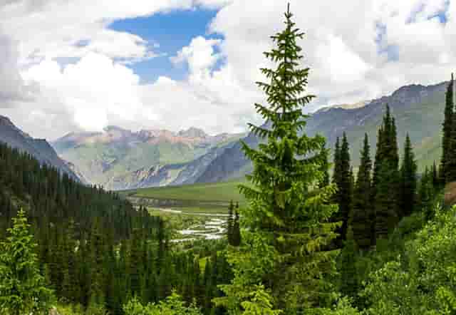 袖虎病猫攻略： 猫咪生病不吃东西怎么办？