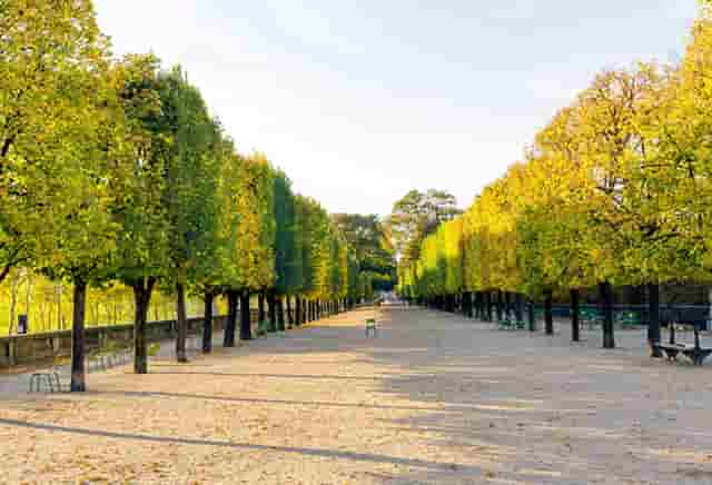 袖虎病猫攻略：猫的黄疸知多少