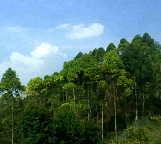 袖虎病猫攻略：猫感冒的原因和预防