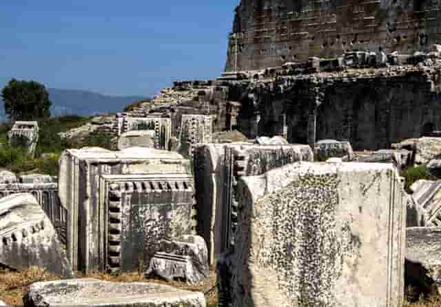 袖虎案例：猫鼻支还会容易死猫吗？