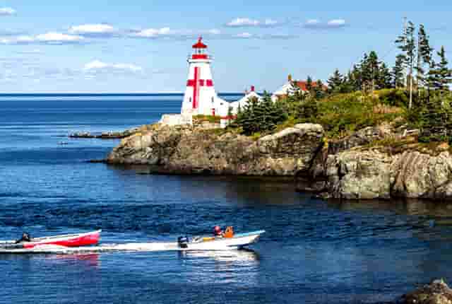 袖虎病猫攻略：猫咪肠梗阻的症状