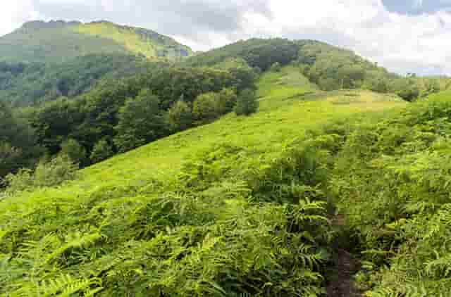 袖虎病狗攻略：为什么好好的小狗到家几天就S了？